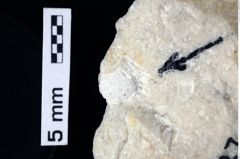 Foto (Detailansicht) von Decapoda indet. (NHMW-GEO-1990-0041-0377b)